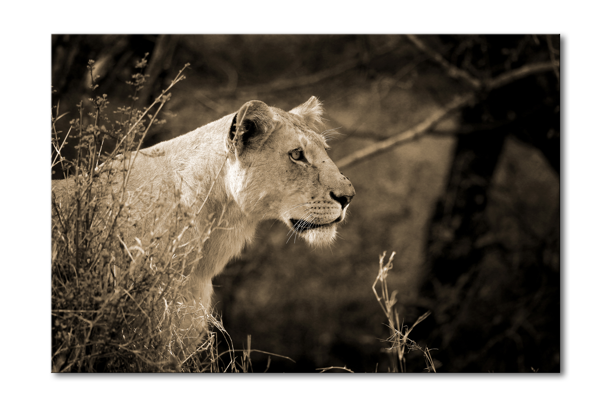 00014__lioness_ii_e56g0103_sepia_special_edition_of_25