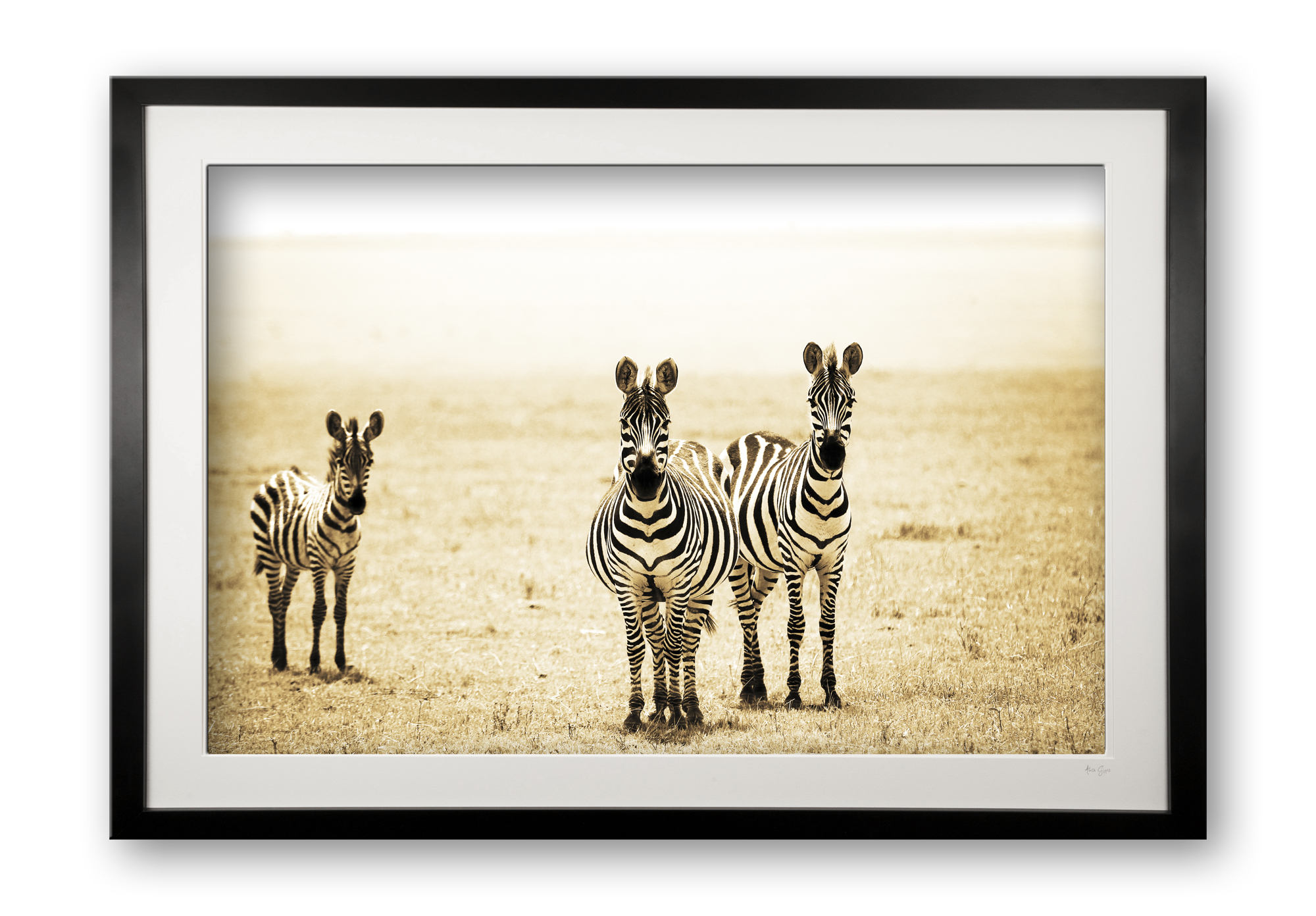 00015_zebra_family_black_cubix_special_edition_of_25_framed
