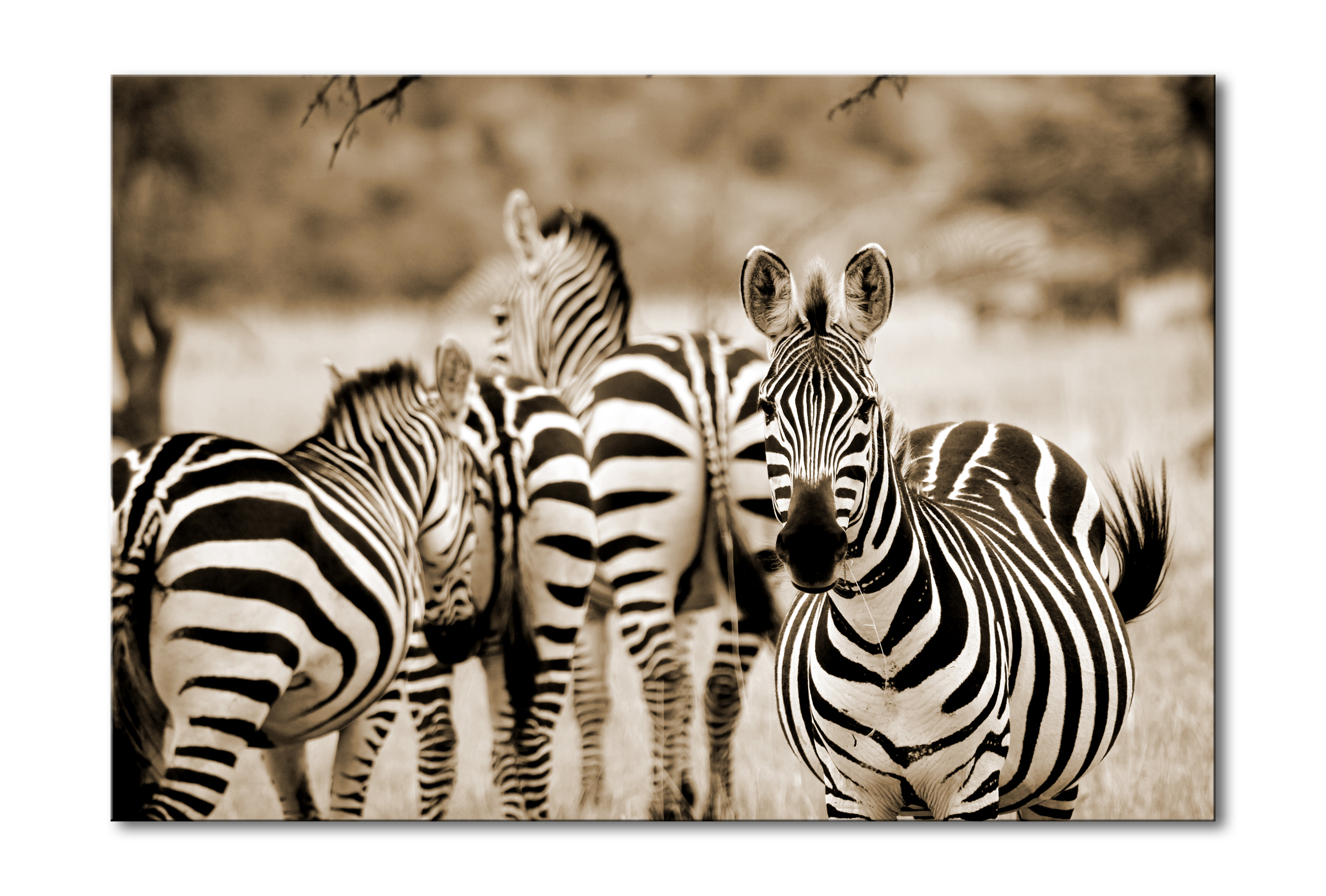 00028__zebras_e56g0226_sepia