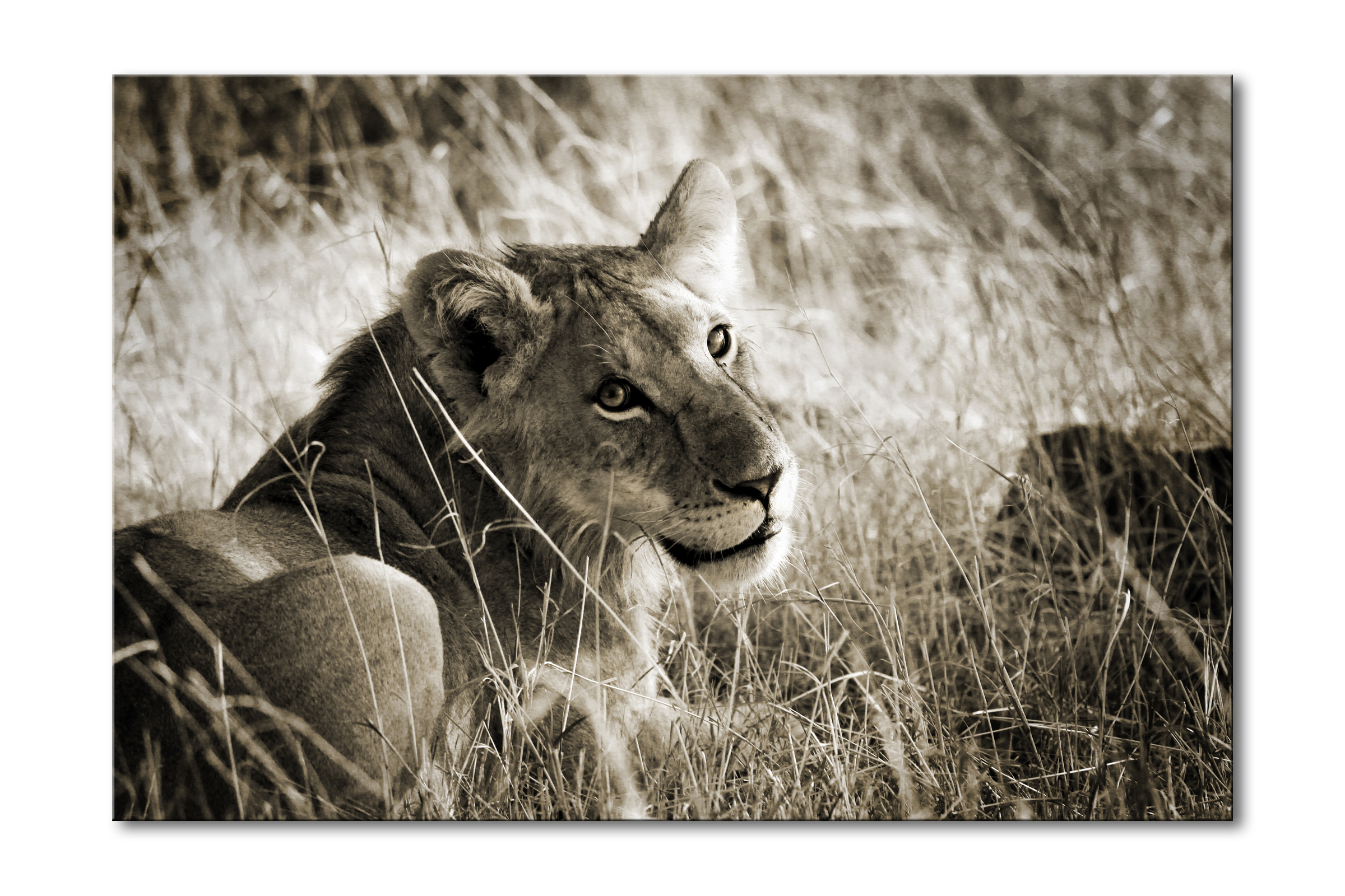 00032__young_lion_e56g0589_1sepia_special_edition_of_25