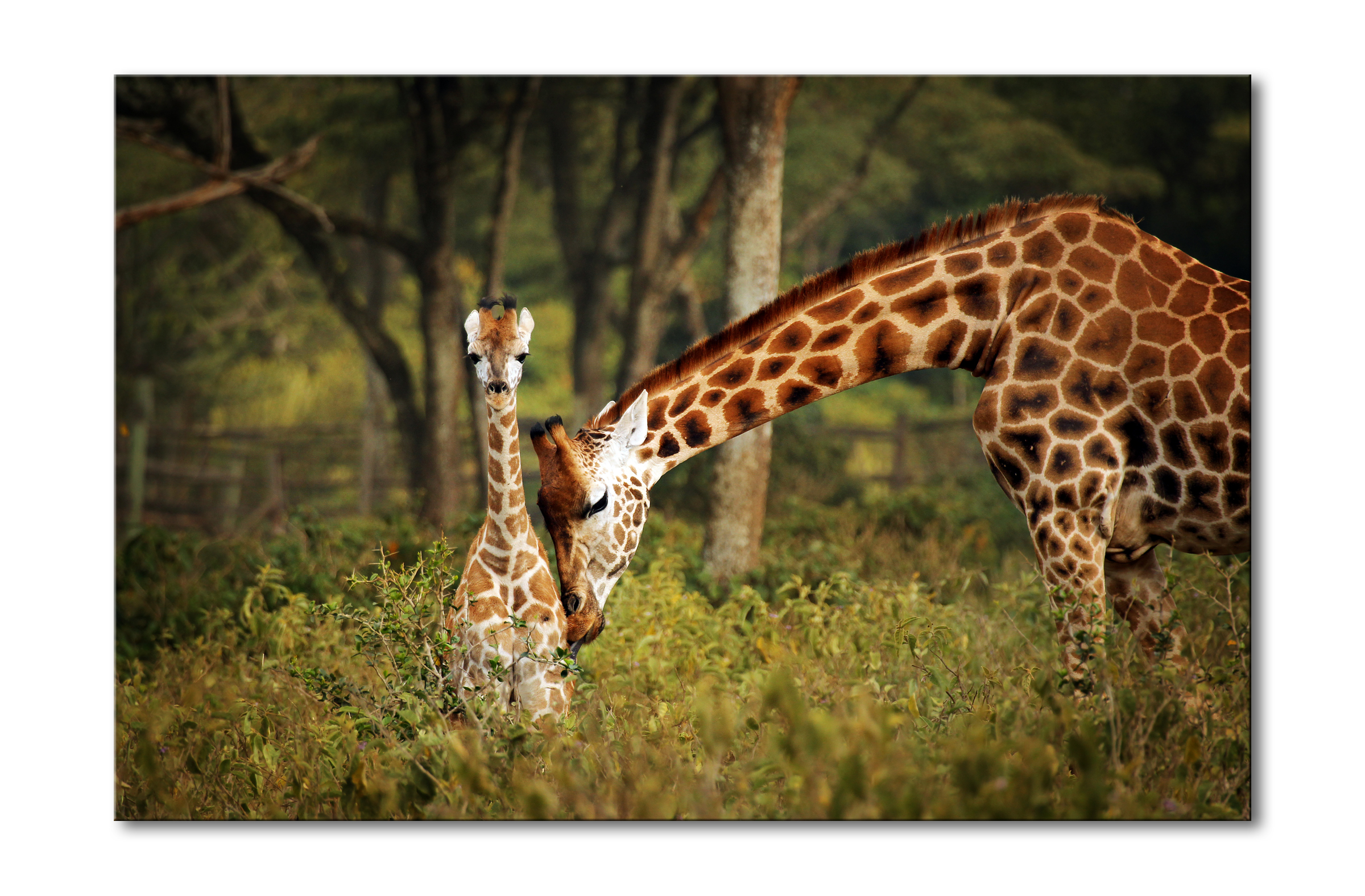 00038__family_time_e56g8771