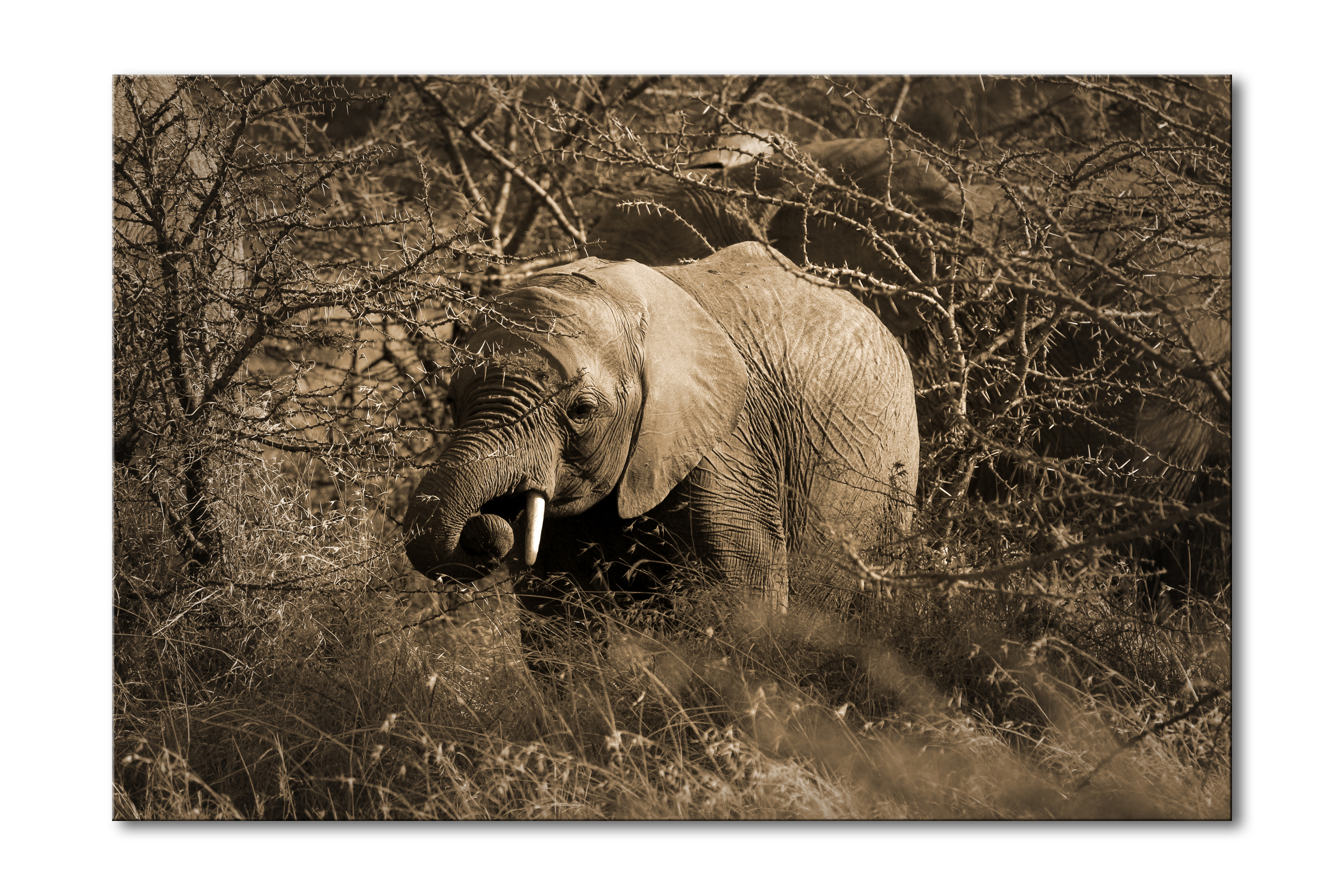 00045__mini_trumpeter_ii_e56g9307