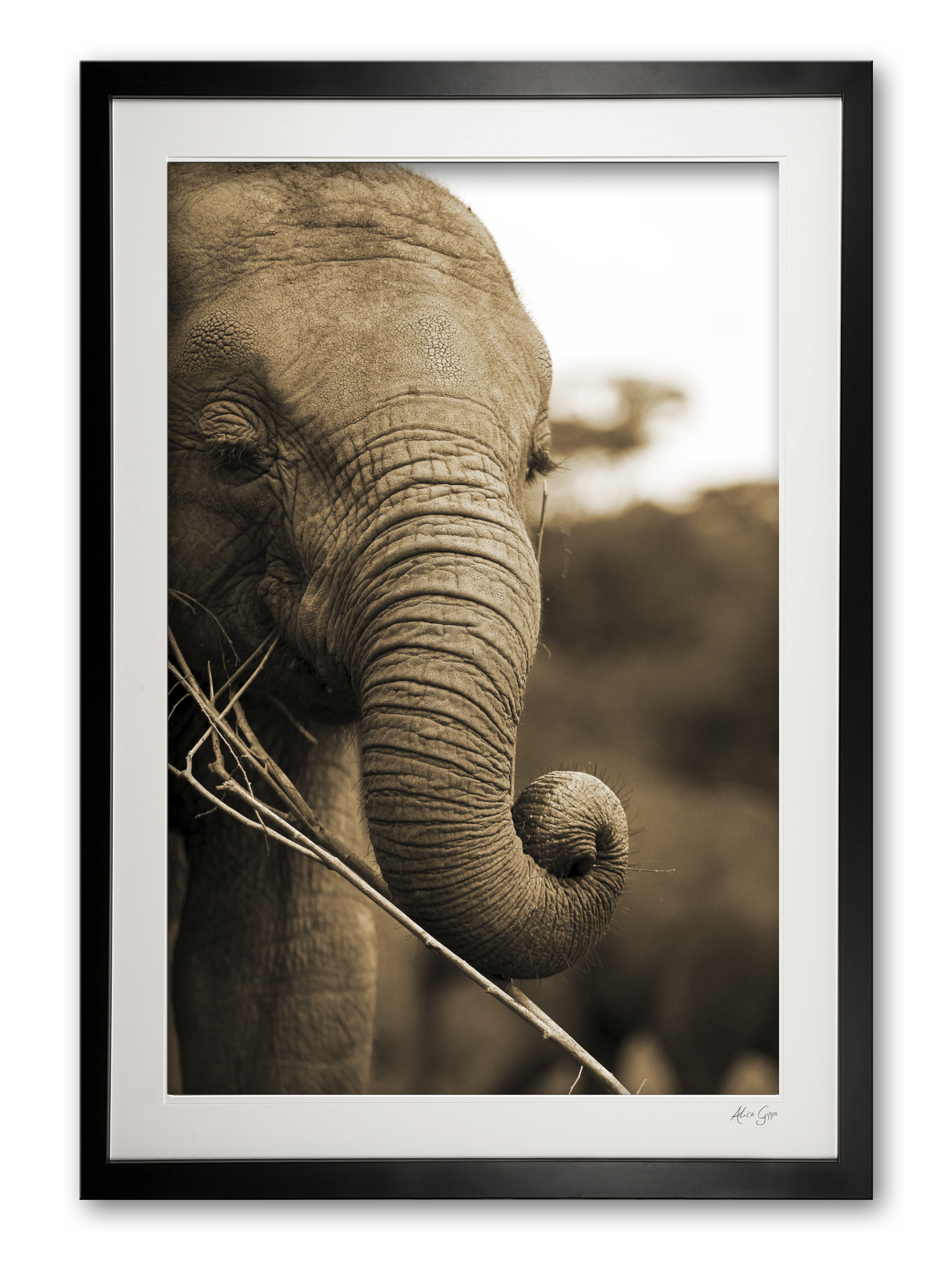 00048__baby_ele_i_e56g9522_sepia_framed