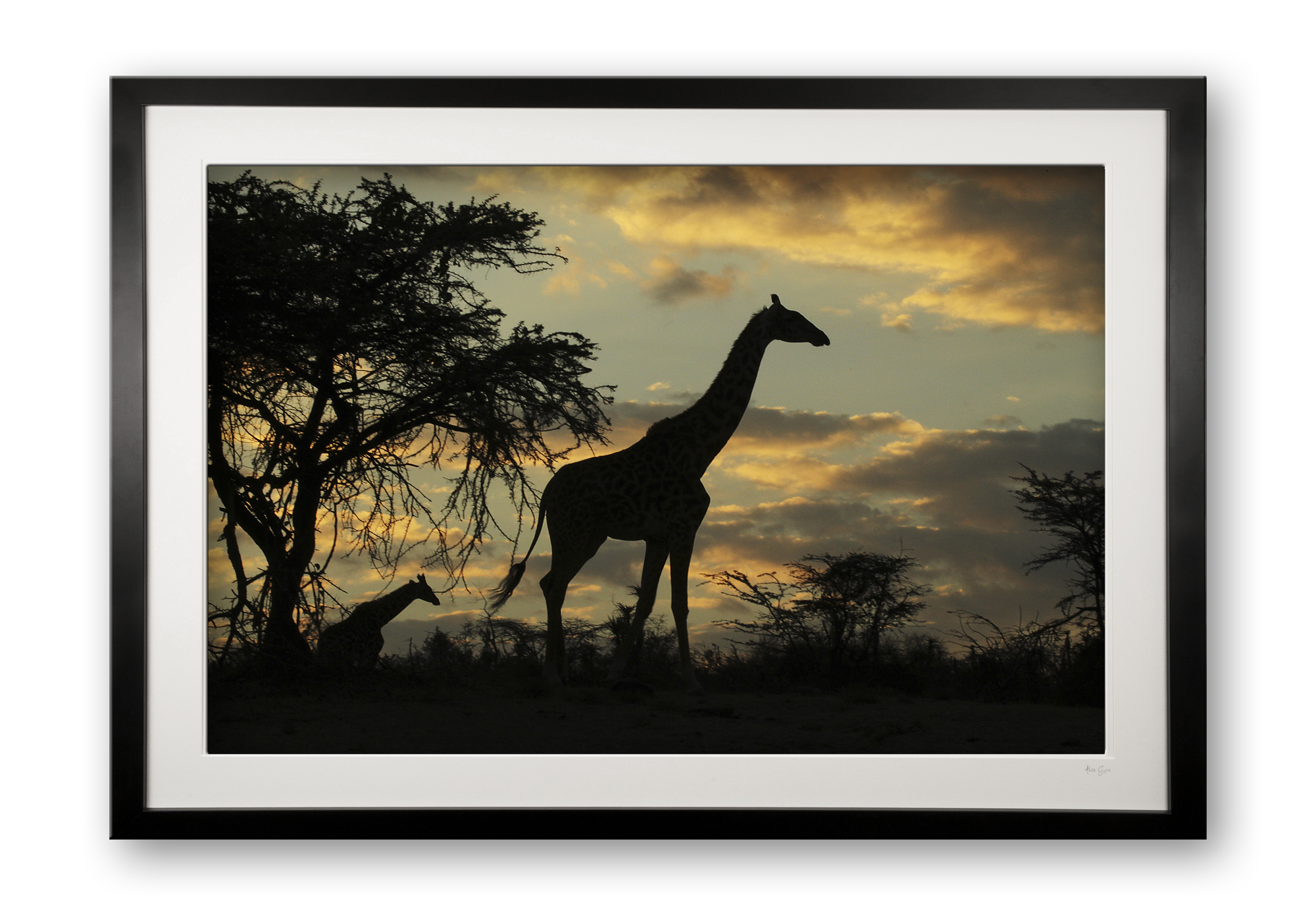 00058_giraffe_sundown_ii_cubix_special_edition_of_25_1071298730