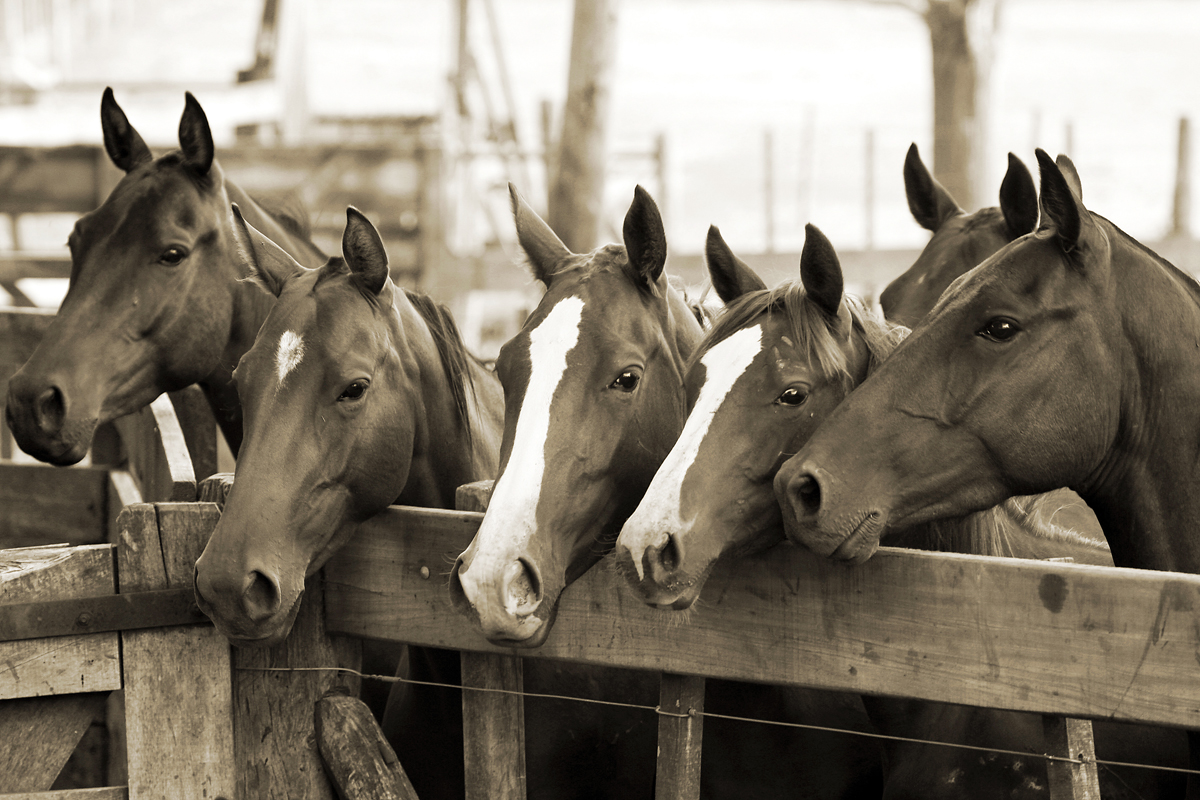 'Young Polo Ponies II'