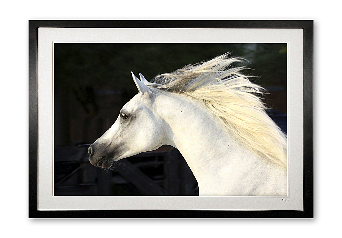 047_c__arabian_prince_i_img_9505_framed