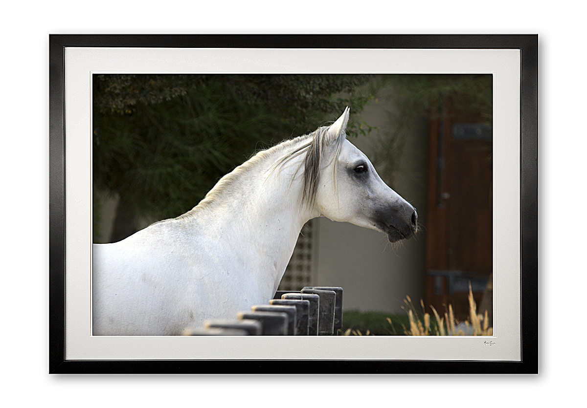 047_f__arabian_prince_iii_img_9938_framed