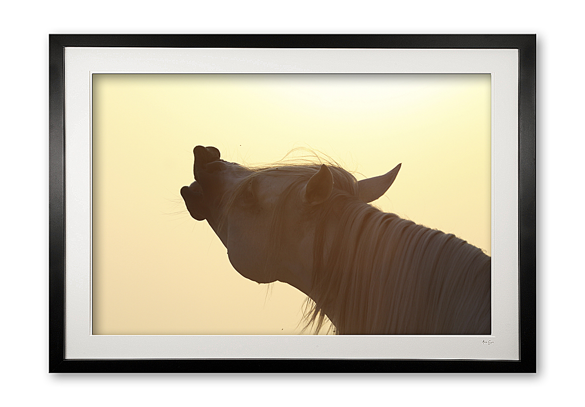 047_jii__desert_king_ii_img_9911_framed