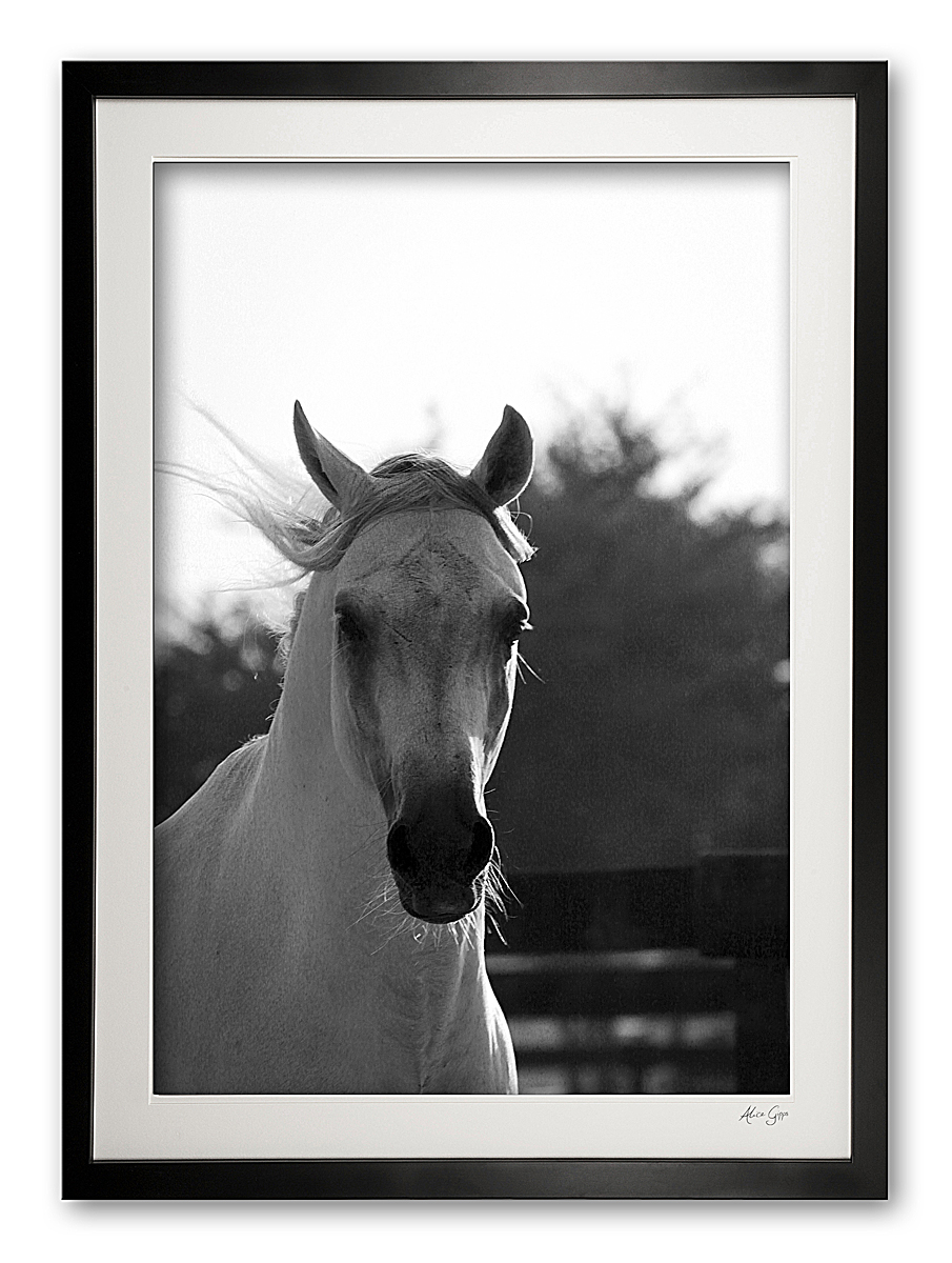 047_m__arabian_elegance_iii_black__white_img_9591_framed
