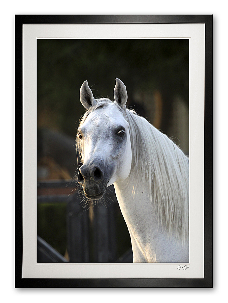 047_n__arabian_prince_v_img_9977_framed