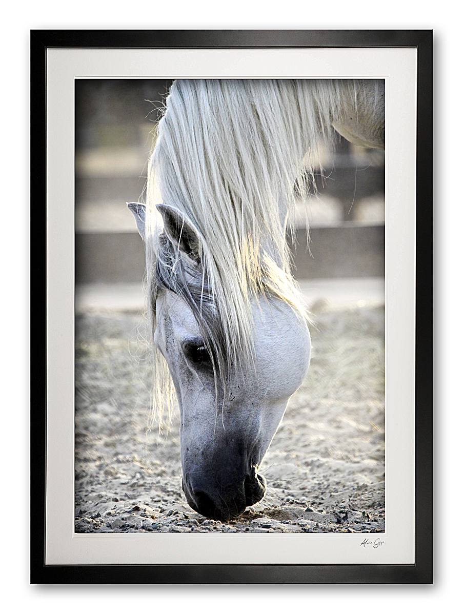 047_o__arabian_stallion_detail_iii_img_9587_framed