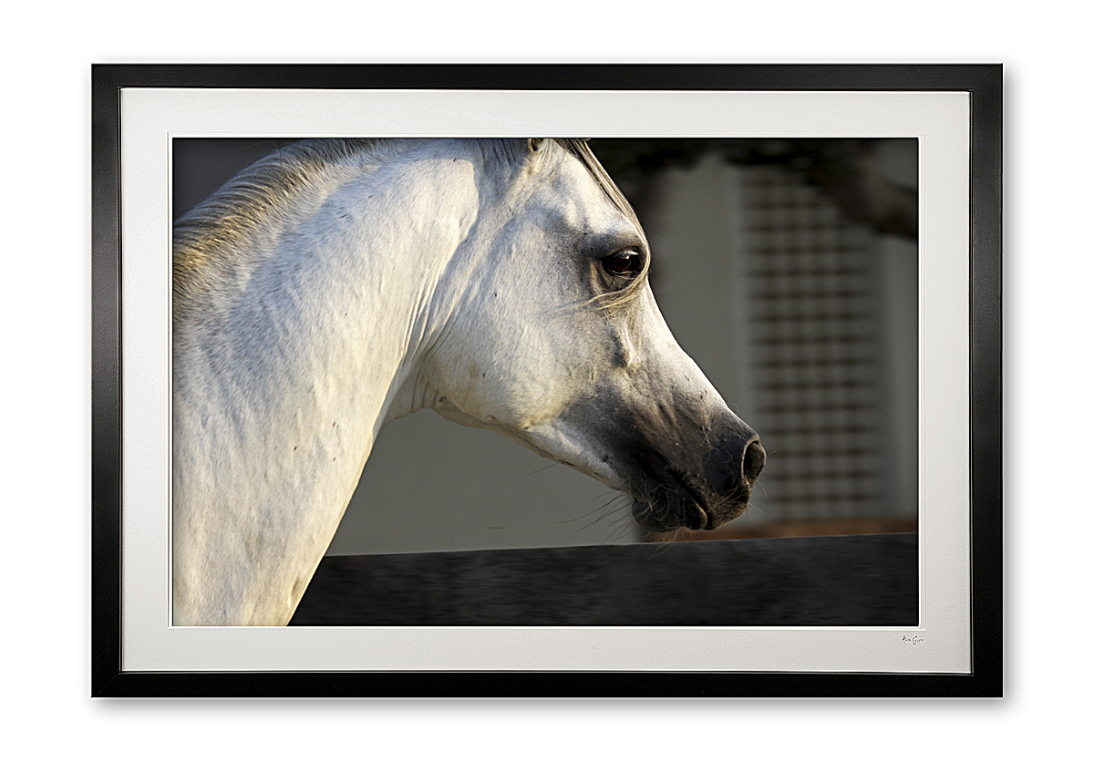047_p_arabian_detail_iii_framed