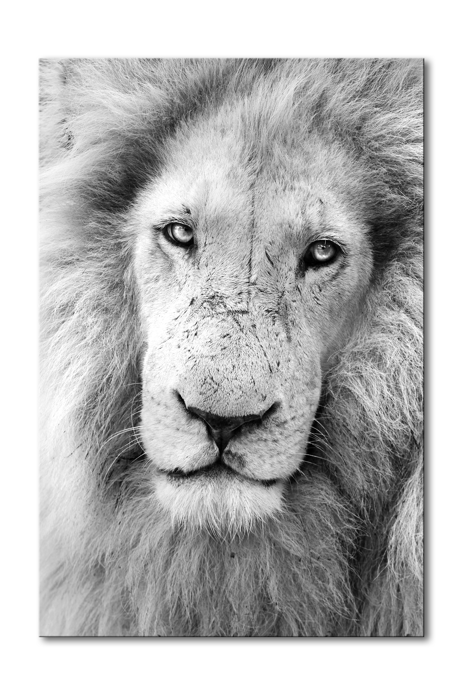 04b__lion_in_bw_e56g4226