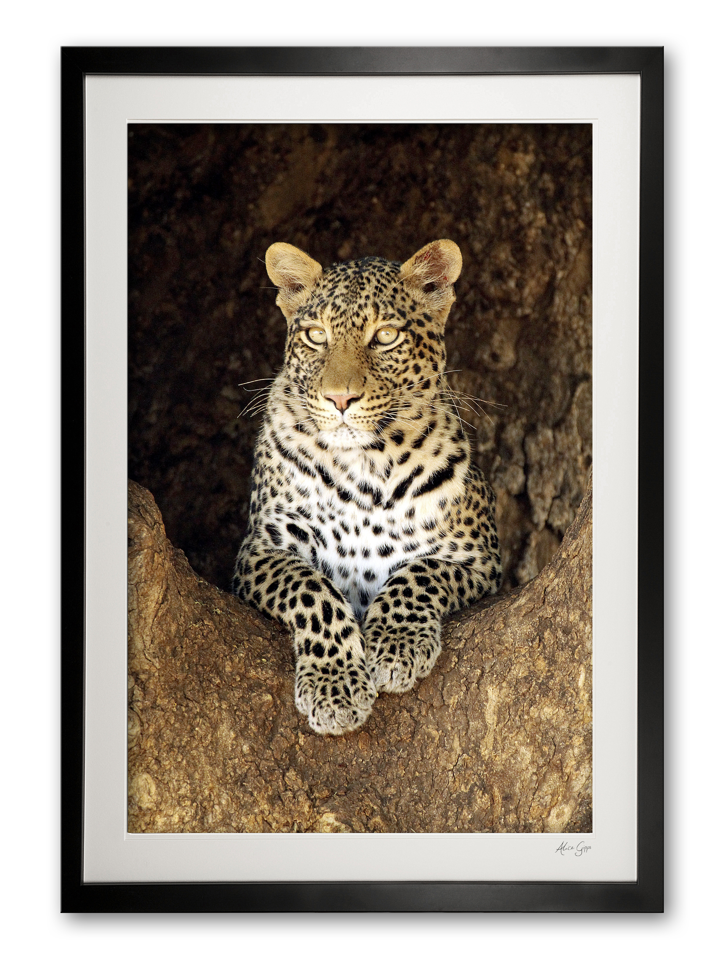 06_a__female_leopard_special_edition_of_25_frame