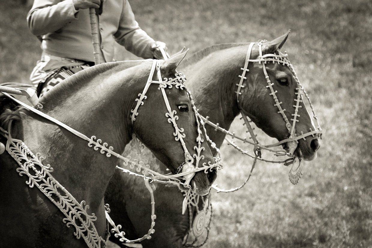 107__rawhide_bridles_e56g6890_4b-export