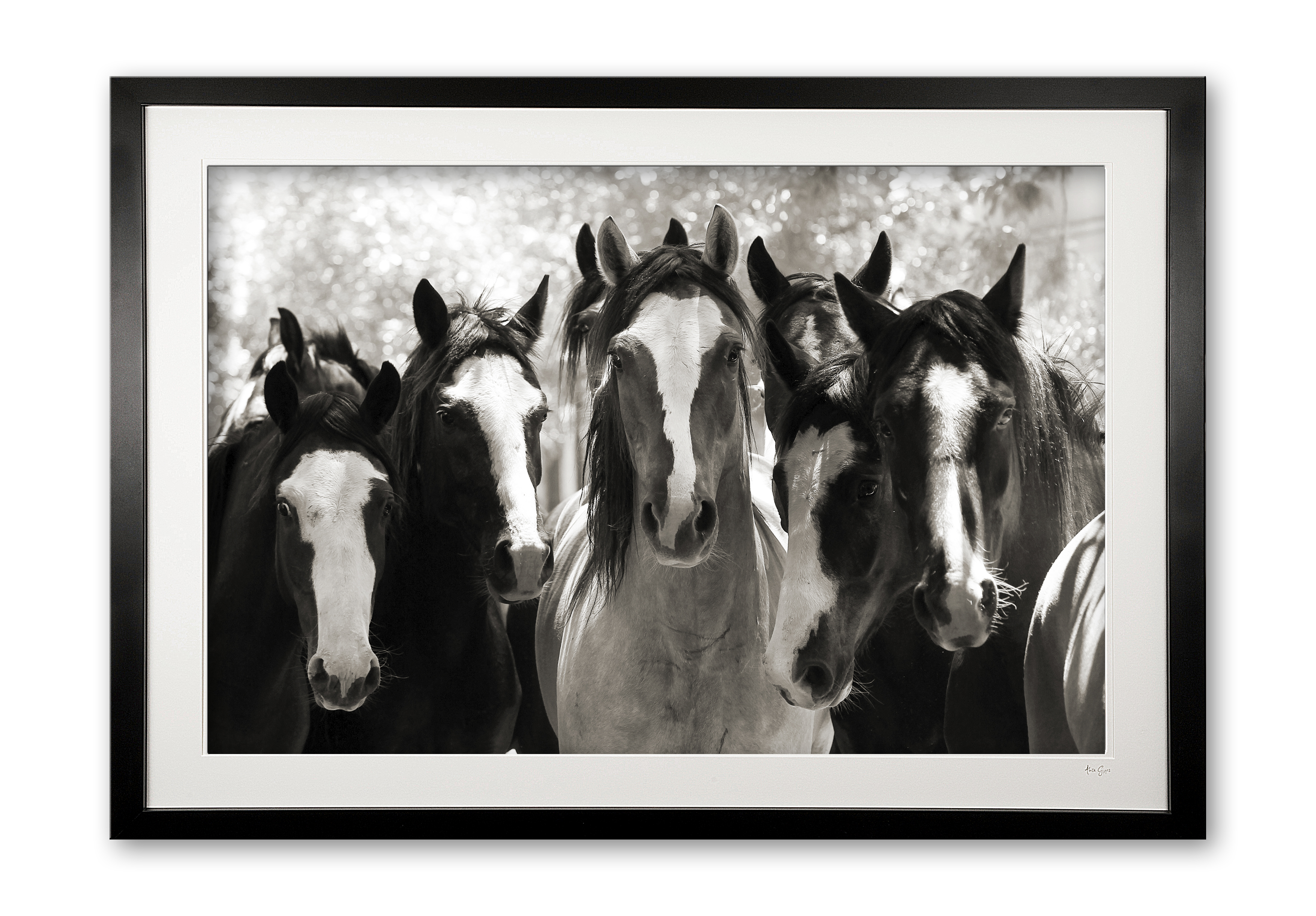 133_d__criollo_crew_e56g3885_bw_framed_1813175379