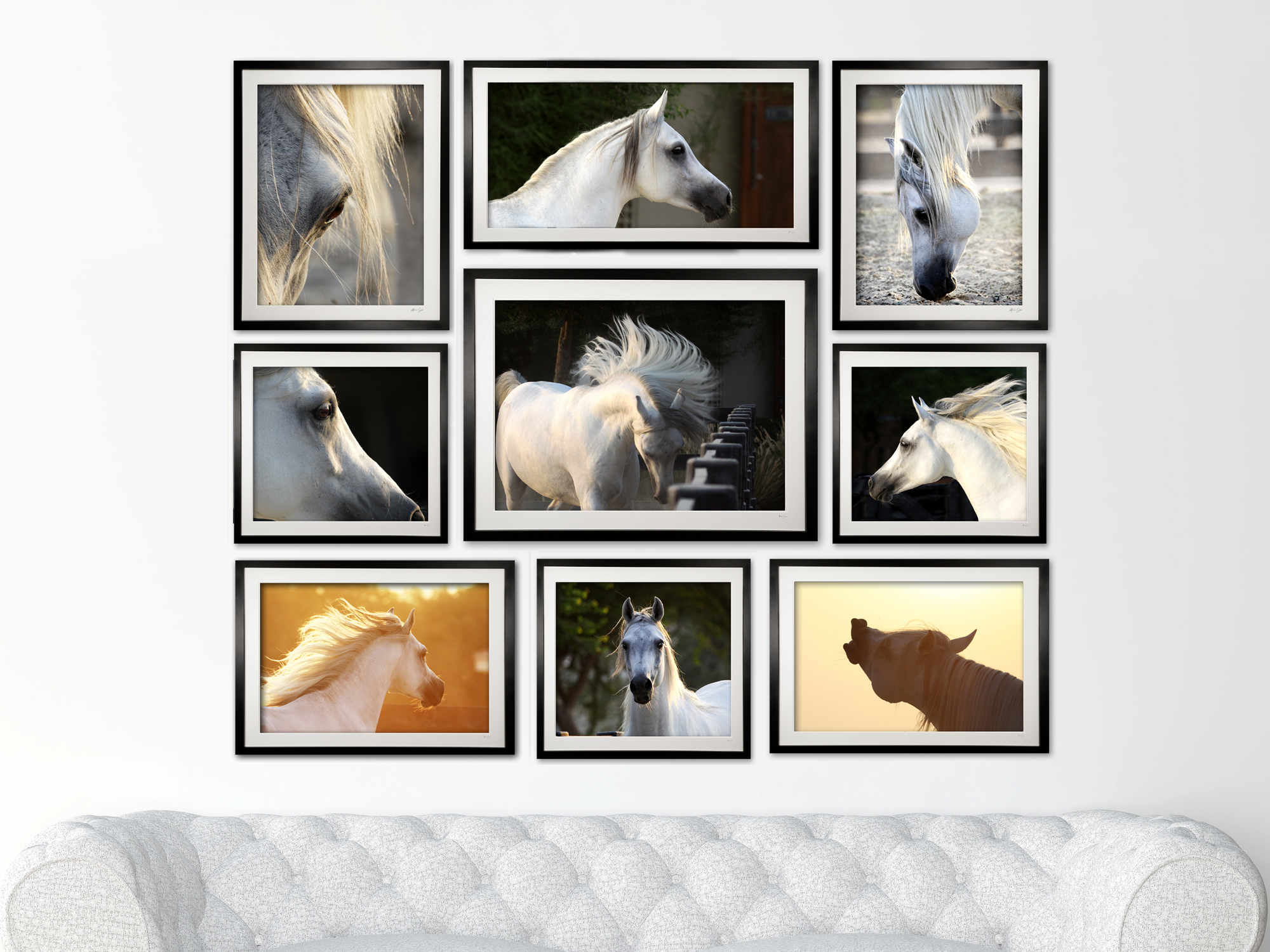 collection_2_-_arab_stallion_2000px_x_1500px_814029252