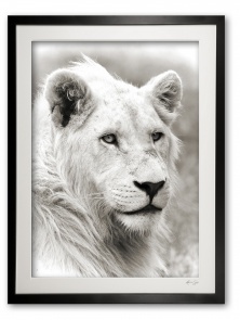 00010_c__white_lion_framed