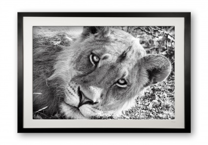 00011_lazy_lion_framed