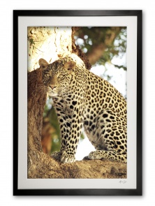 00012__female_leopard_ii_e56g1732_colour__special_edition_of_25_framed