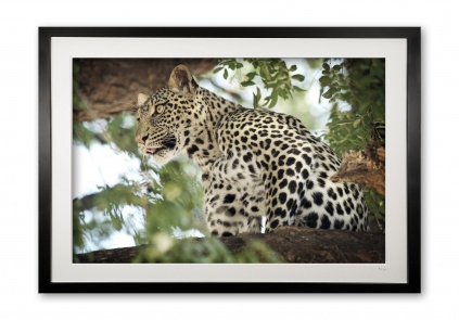 00012_a_female_leopard_iii_e56g1704_iii_colour_fade_framed