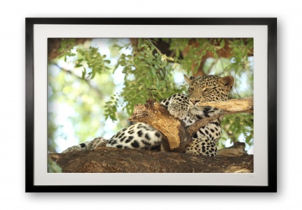00012_b_lounging_leopard_black_cubix_frame
