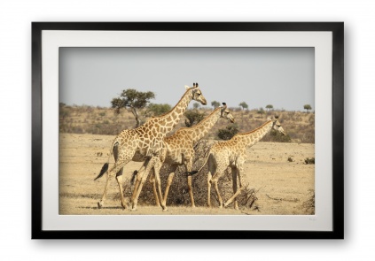 00013_giraffes_black_cubix_special_edition_of_25_frame