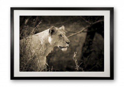 00014_lioness_ii_black_cubix_special_edition_of_25_frame