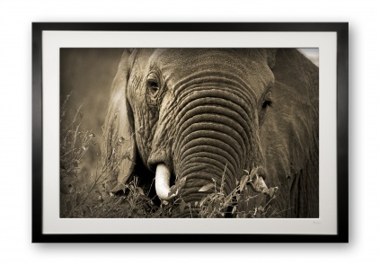 00021_elephant_e56g9830_sepia_special_edition_of_25_cubix_frame