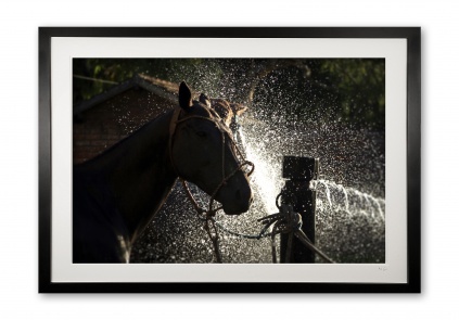 020_a__shower_i_255_5558_framed_special_edition_of_25
