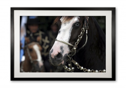 028__c__argentinetack_detail_blue_eyed_horse_e56g0309_framed