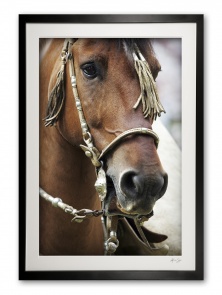 030_b__caramel_criollo_ii_jt2m4989_framed