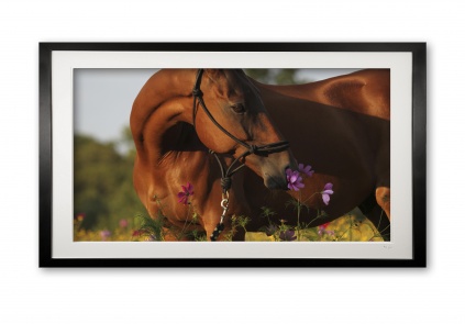 049_b_wild_flowers_ii_e56g7714_framed_178180971