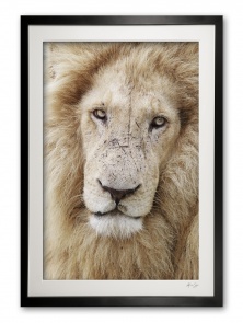 04a__lion_in_colour_e56g4226_special_edition_of_25_framed