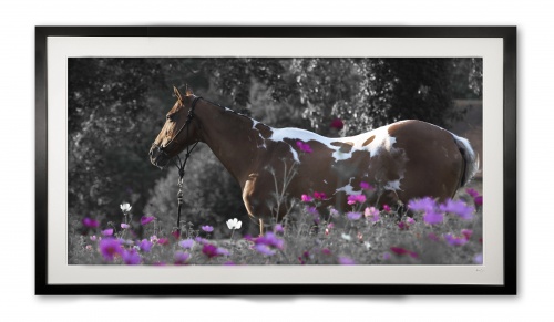 050__piskui_e56g7716_limited_edition_of_100__10_aps_framed_1872389597