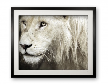 05__stalking_e56g4284_faded_colour_-_limited_edition_of_25_framed_1610264349