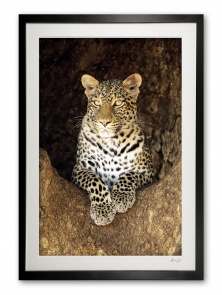 06_a__female_leopard_special_edition_of_25_frame