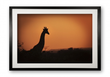 07a__giraffe_sundown_332385364