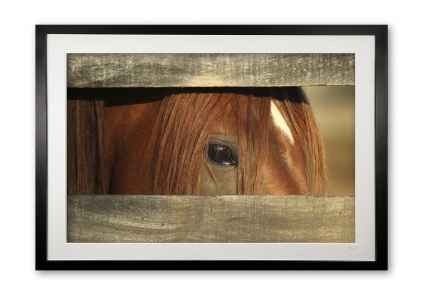 087__watching_e56g9556_framed