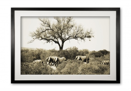 09__elephants_of_limpopo_sepia_limited_edition_of_25_in_54x36inch_fine_art_paper__no_1_sold_framed