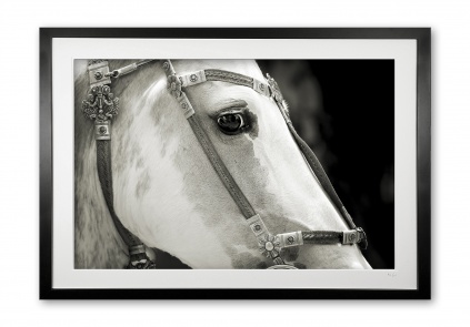132_c__pretty_palamino_iiie56g9775_sepia_framed