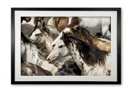 141__paint_ponies_e56g2008_framed_20106574