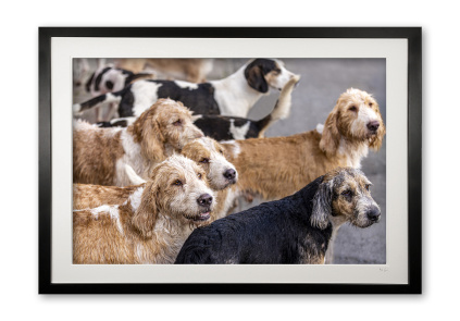 149_c__the_pack_841449134