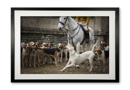 151_b__horse__hound_ii