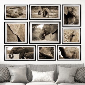 collection_-_baby_elephant_2b_2000px_x_2000px_2055234681