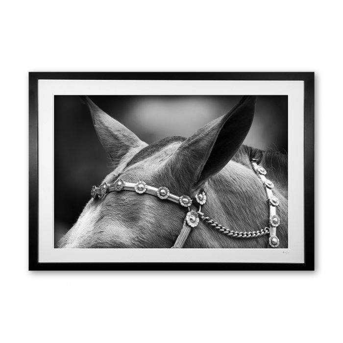 125__silver_browband_detail_e56g9519_bw_framed