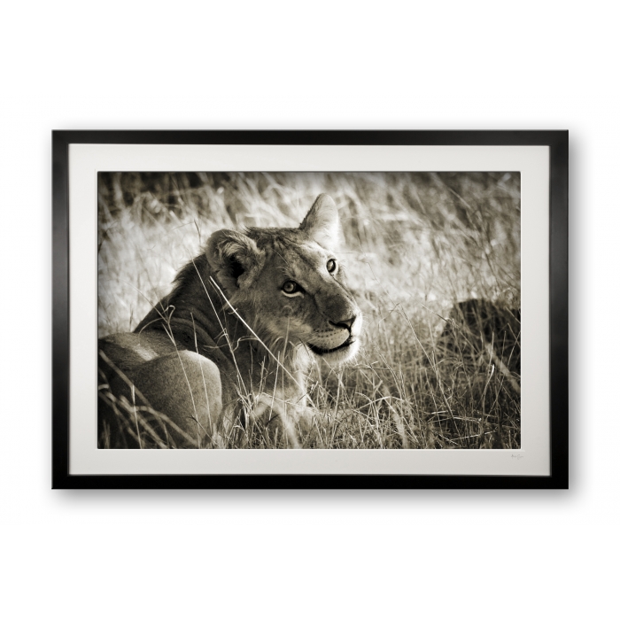 00032_young_lion_cubix_special_editionof_25_framed_202837809