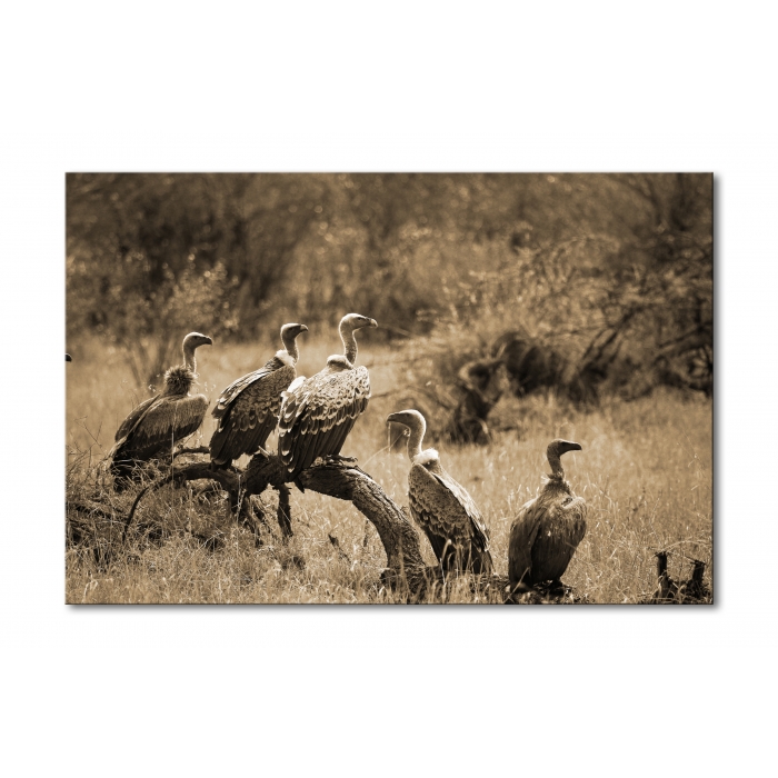 00027__african_vultures_ii_e56g0178_sepia