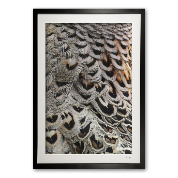 b_2__hen_pheasant_e56g1270_
