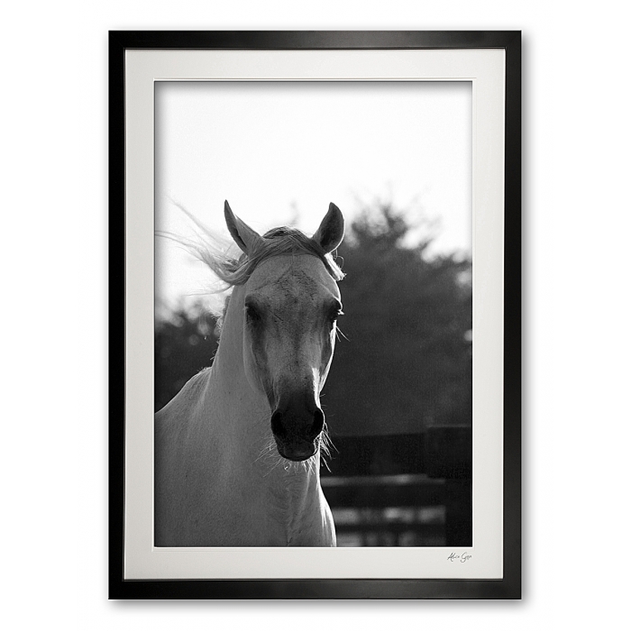 047_m__arabian_elegance_iii_black__white_img_9591_framed